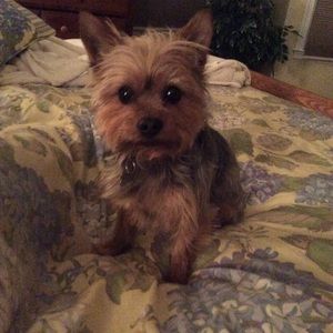 Meet your Posher, Ginger